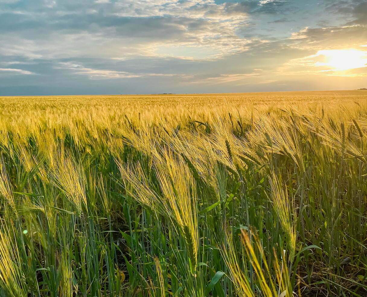 wheat-field-2022-06-07-23-55-59-utc